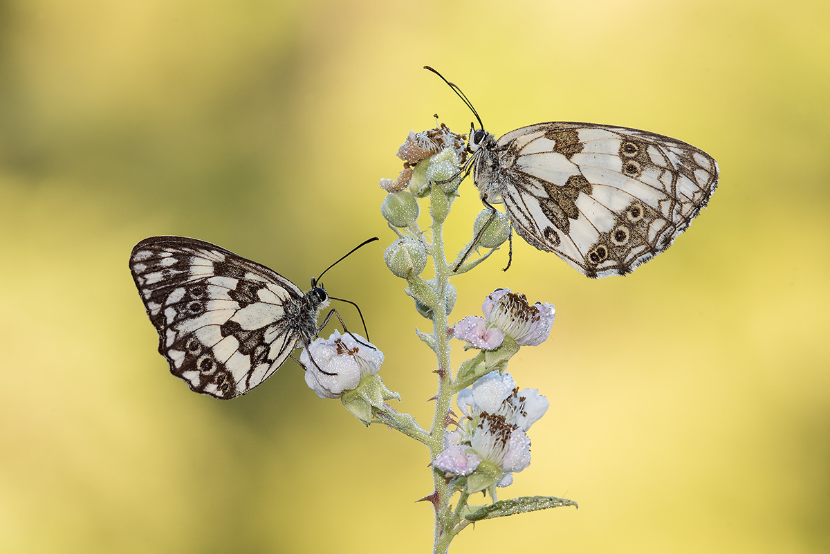 Melanargia galathea M & F (Nymphalidae Satyrinae)